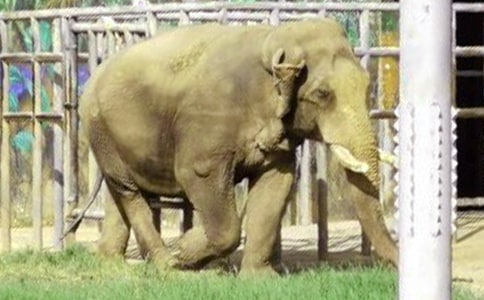 大象的眼泪读后感6篇