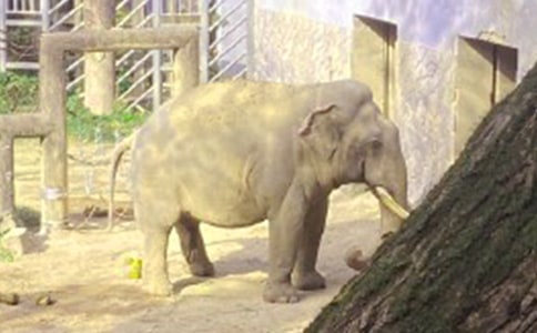 大象的耳朵读后感