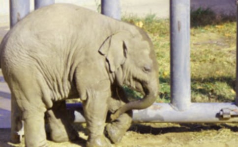 《大象的眼泪》读后感8篇