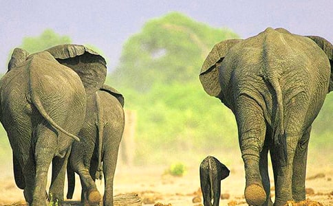 大象的耳朵说课稿