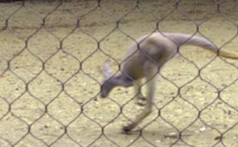 大班健康教案:袋鼠运粮食教案及教学反思