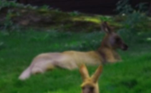 《袋鼠妈妈》教学反思