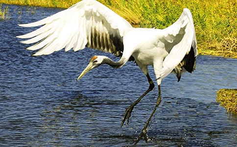 《美丽的丹顶鹤》教学反思精选15篇