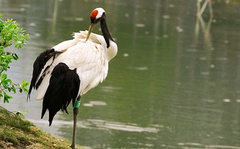 美丽的丹顶鹤教学反思汇编15篇