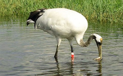 《美丽的丹顶鹤》教学反思合集15篇