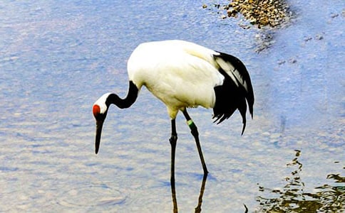 美丽的丹顶鹤教学反思合集15篇