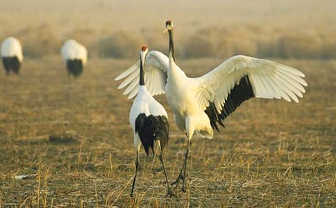 �������ĵ����ס�˵�θ�9ƪ