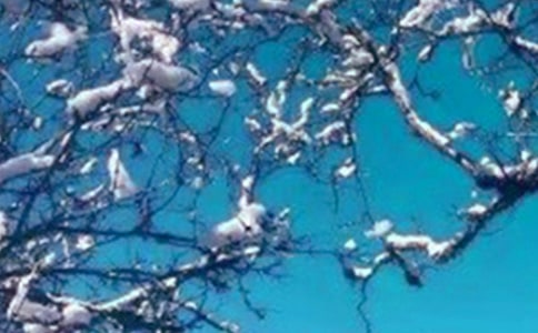 �йض���ľ������