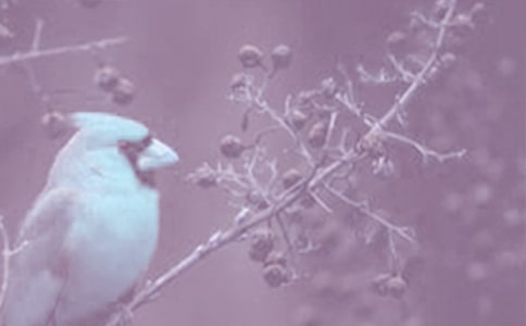 (�ر�)��ֲ��۲��ռ�