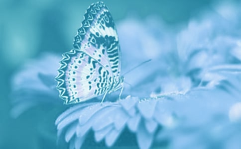 动植物观察日记