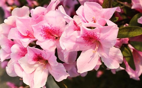 描写杜鹃花的句子