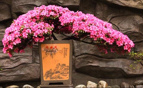 2024�����ݶž黨�ľ��Ӽ���34��