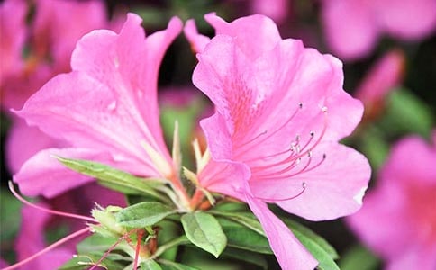 形容杜鹃花的句子20条