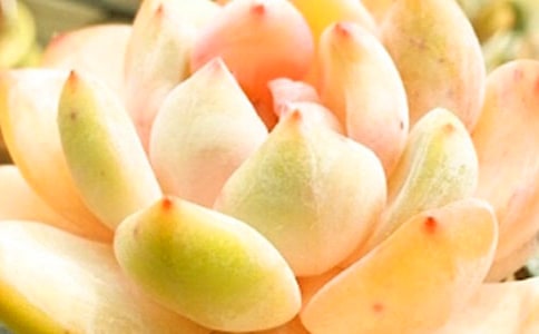 晒多肉的朋友圈句子