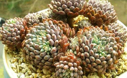 ����Сѧ����