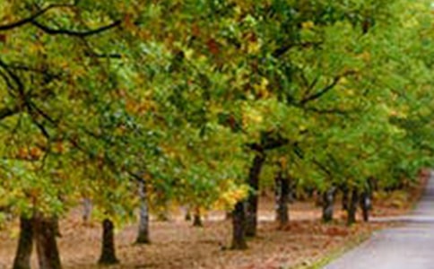 美丽的风景作文六年级