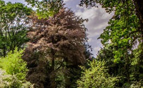 初一的风景作文