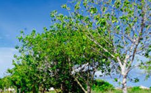 风景在路上初二作文