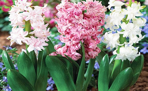 ���ݷ����ӵľ���