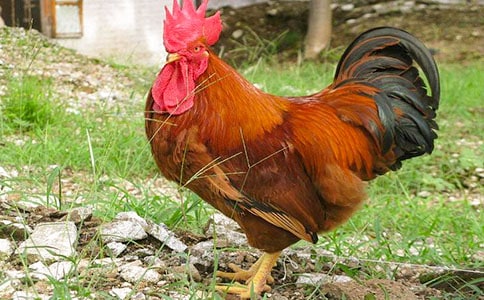 ��С������СѼ�ӡ���ѧ��˼����