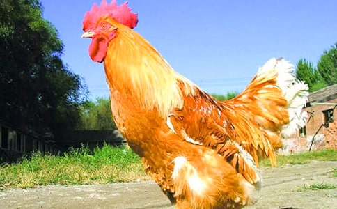 С������СѼ�ӽ�ѧ��˼(8ƪ)