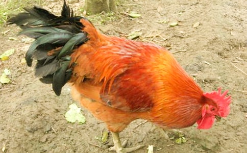 小公鸡和小鸭子教学反思8篇