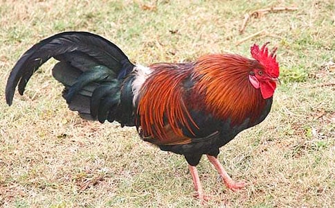 ��С������СѼ�ӡ���ѧ��˼