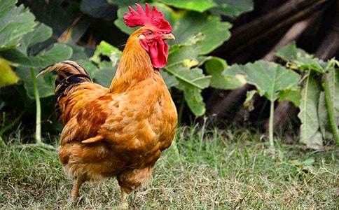 С������СѼ�ӽ�ѧ��˼10ƪ