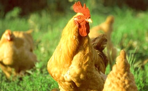 ���������ľ���