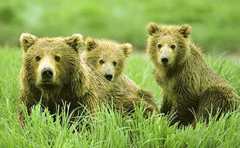 ����Сѧ����