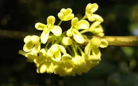 ���ر�����Сѧ���Ļ���6ƪ