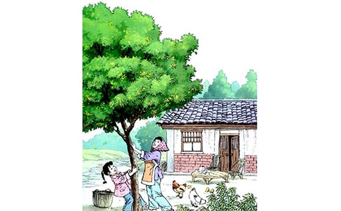 五年级语文桂花雨教案