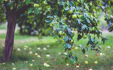 �����յĹ�԰����ѧ��˼