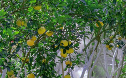 丰收的果园教学反思6篇