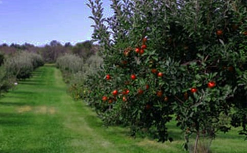 土地果园转让合同范本