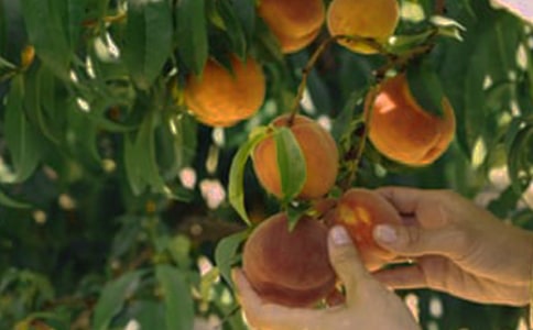 ��԰ת�ú�ͬ����