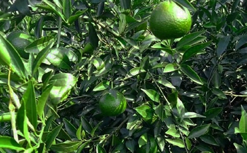 ���յĹ�԰��ѧ��˼7ƪ