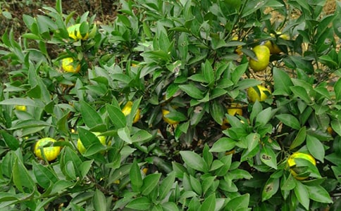 ��԰�а���ͬ15ƪ(��)