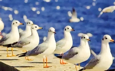 《海鸥乔纳森》读后感(12篇)