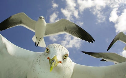 《海鸥乔纳森》读后感