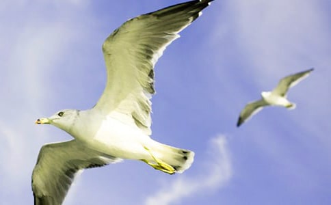 《海鸥乔纳森》读有感