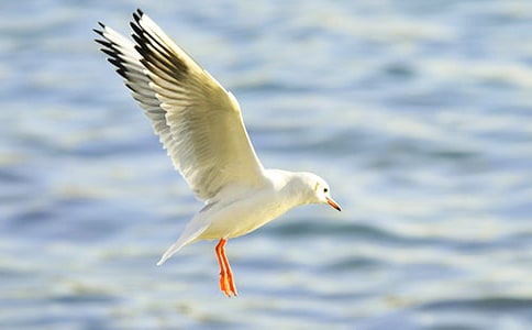 海鸥乔纳森读后感精选14篇