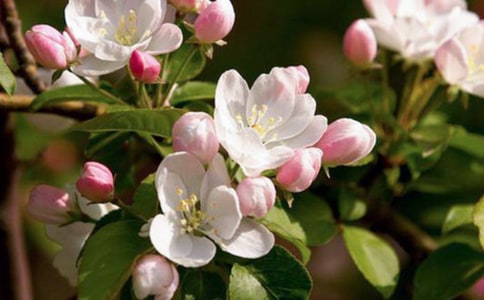 大鱼海棠经典语录