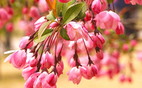 ����еĺ��ġ������4ƪ