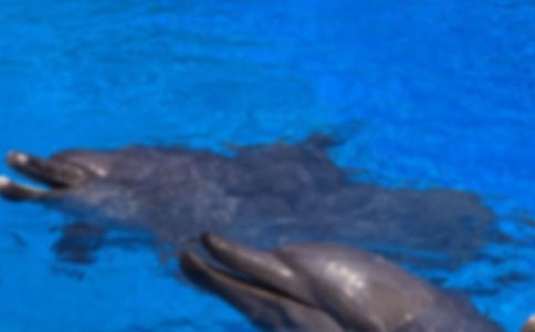 (热)读《蓝色的海豚岛》有感