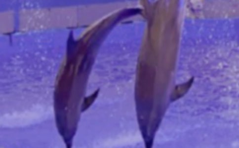 ��ɫ���ൺ�Ķ����