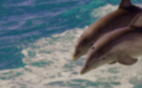 《蓝色的海豚岛》读后感15篇【推荐】