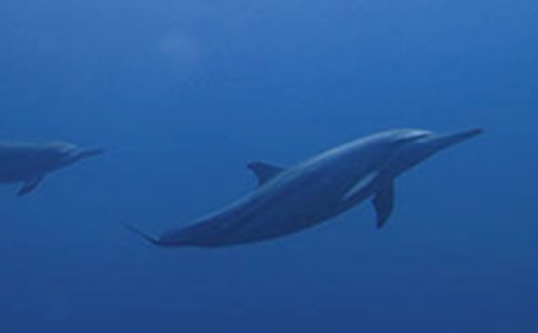 [��]������ɫ�ĺ��ൺ���и�