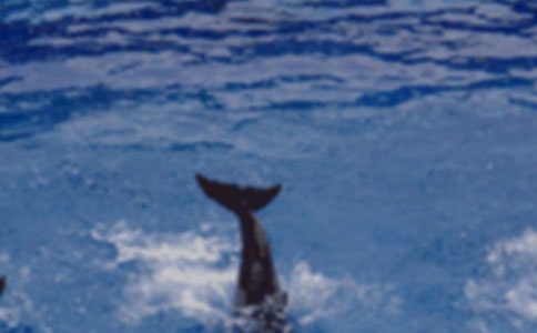 读《蓝色的海豚岛》有感【精品15篇】