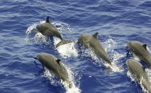 《蓝色的海豚岛》的读后感